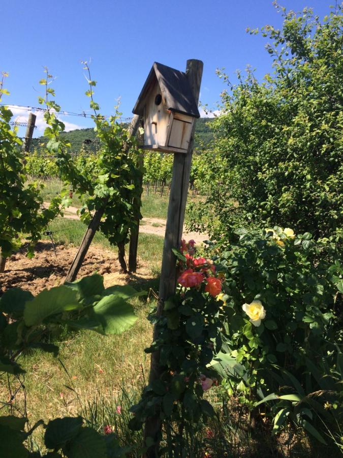 Gite Le Mandle Villa Riquewihr Buitenkant foto