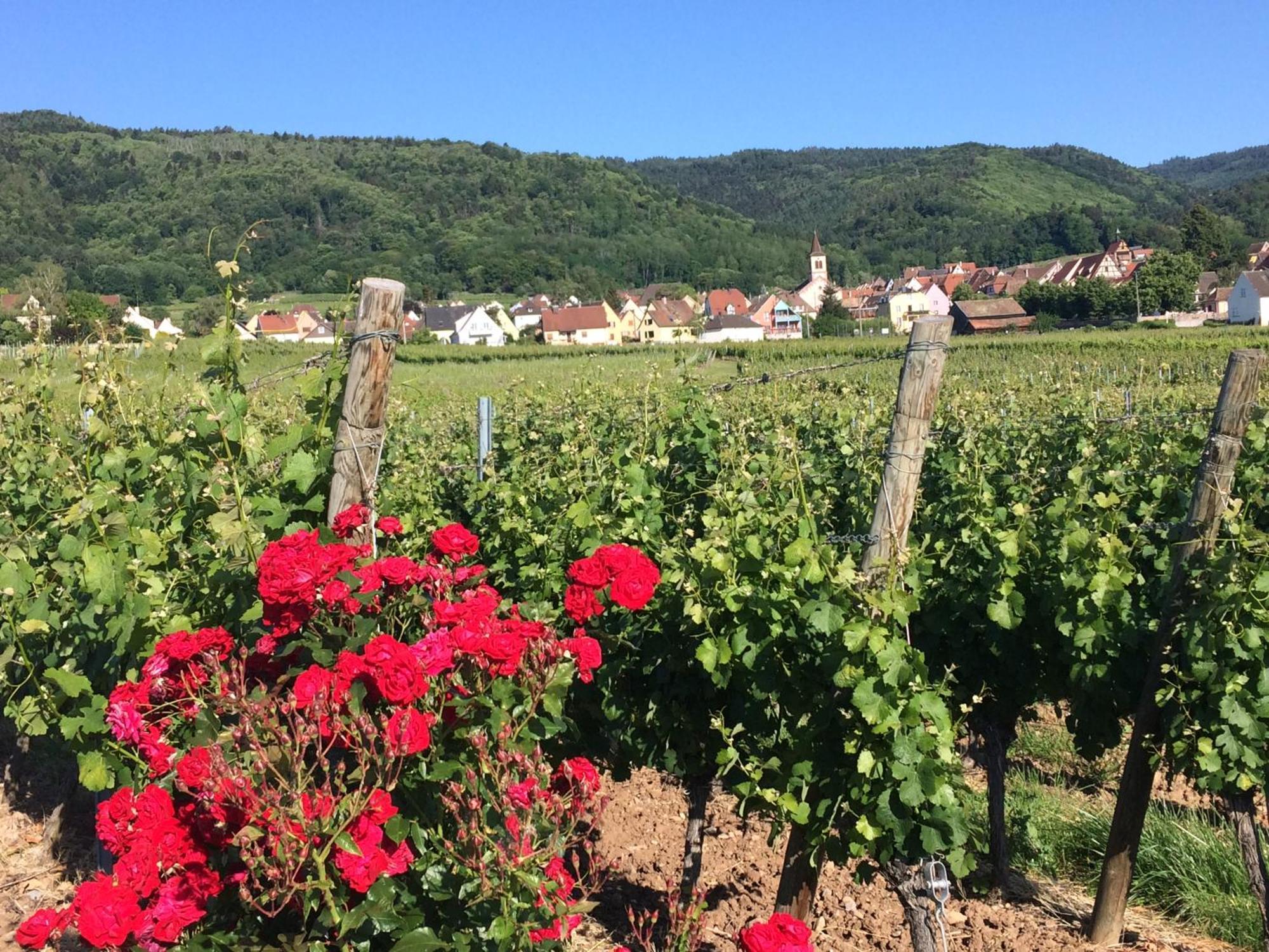 Gite Le Mandle Villa Riquewihr Buitenkant foto