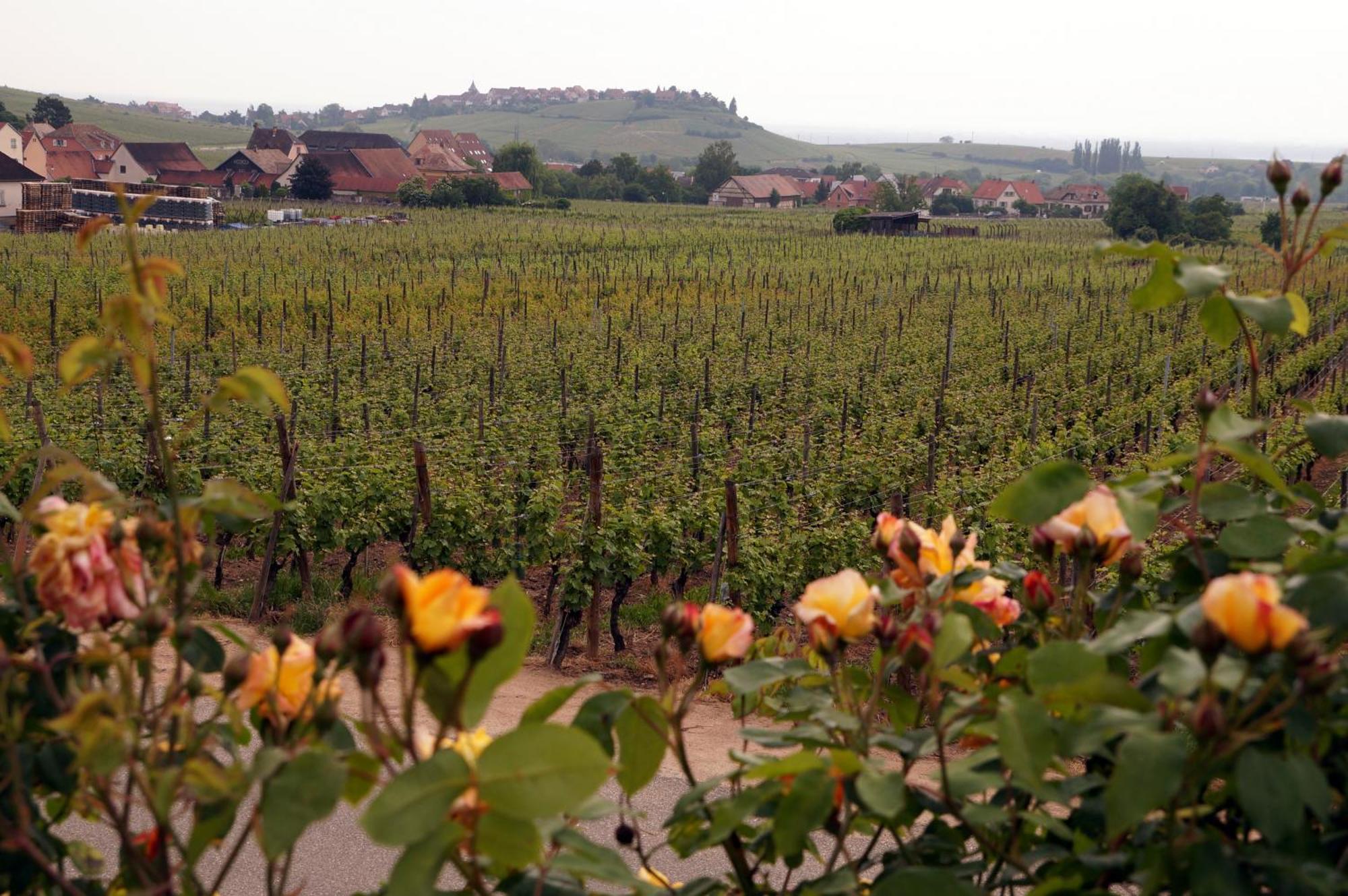 Gite Le Mandle Villa Riquewihr Buitenkant foto